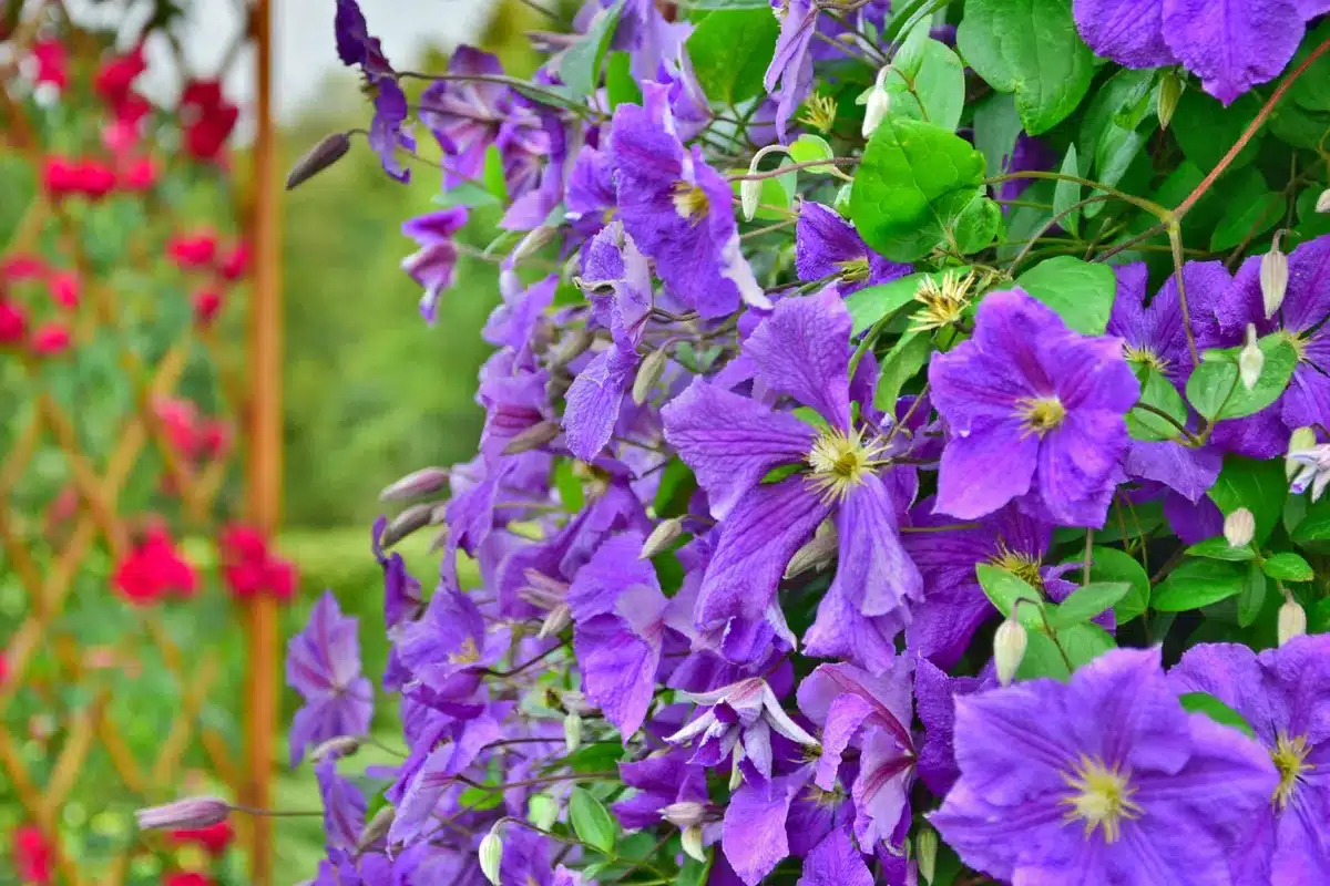 Plantes grimpantes : lierre vert, clématite fleurie et jasmin sur support de jardin