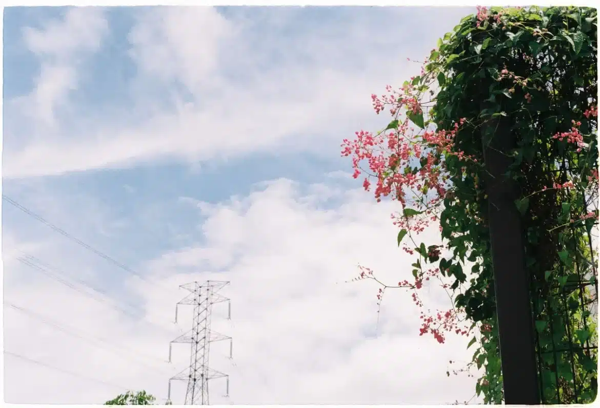 Vieux ventilateur transformé en totem avec plantes grimpantes vertes et fleurs