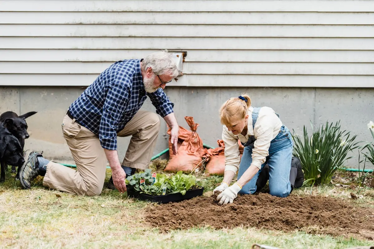Préparation du sol avec compost et paillage pour deux grimpantes en fosse de plantation