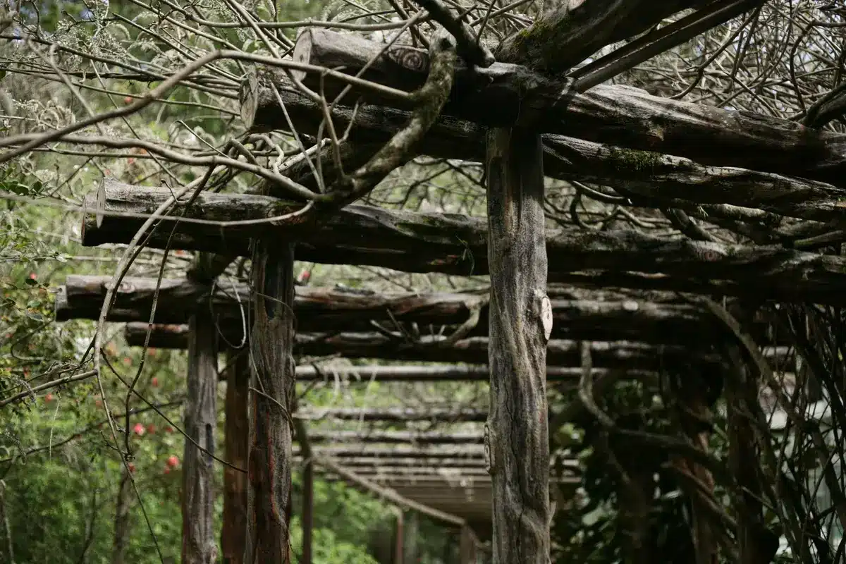 Jeunes pousses de grimpantes attachées et guidées sur supports de pergola