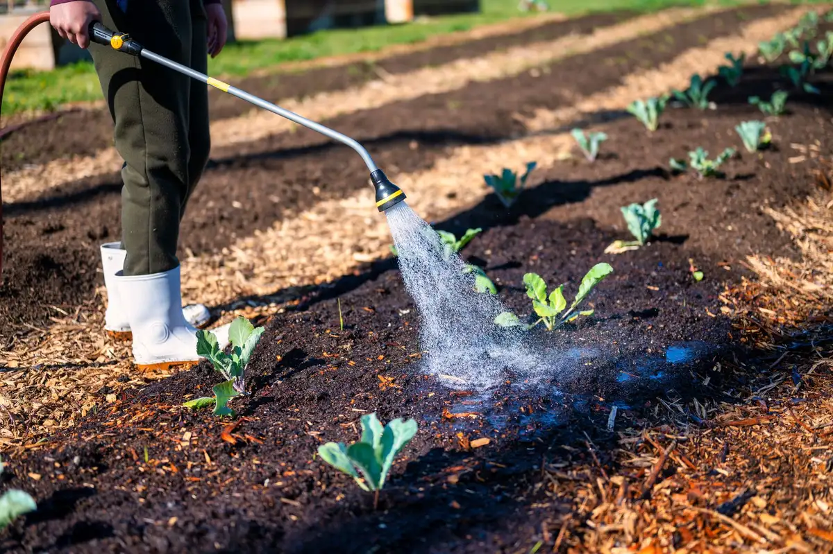 Arrosage profond du jardin avec paillage renouvelé au pied des plantes
