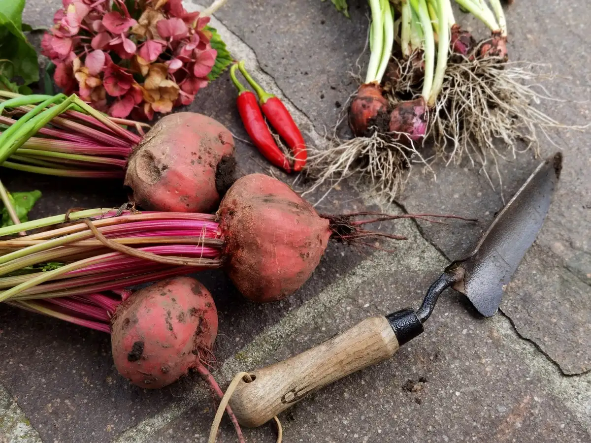 Récolte régulière de légumes et suppression des fleurs fanées au potager