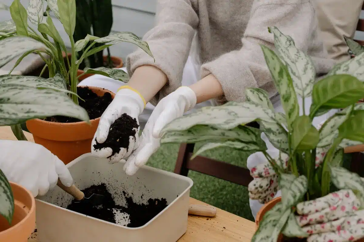 Mains de jardinier effectuant un rempotage de jeune plant en godet