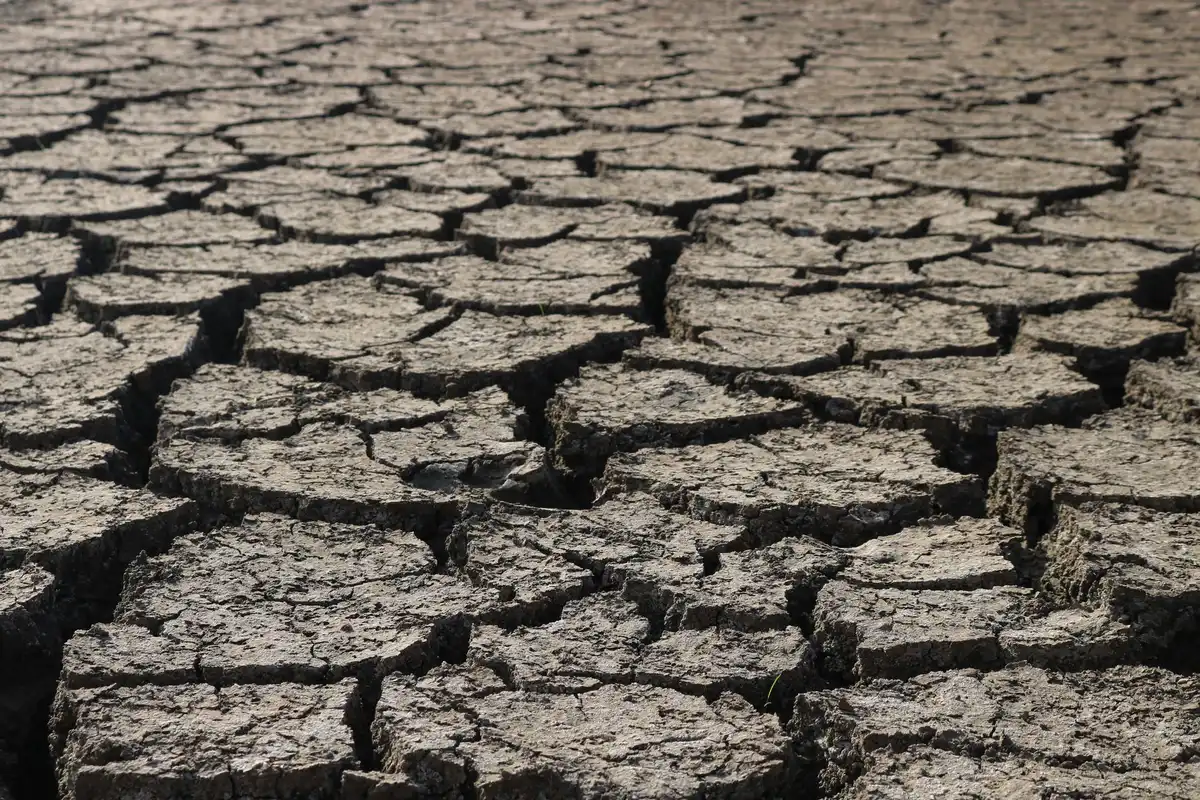 Paysage méditerranéen aride avec vignoble en stress hydrique sous chaleur intense