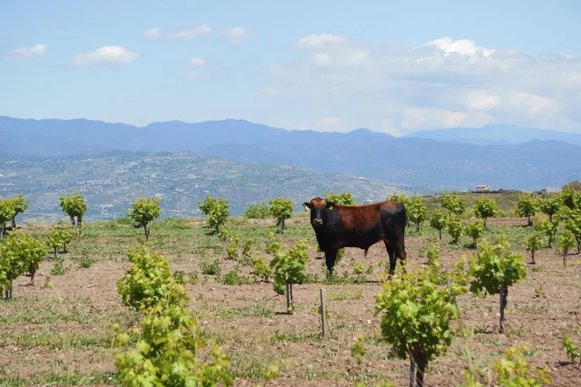 Vignoble méditerranéen en sécheresse avec vignes fanées et jeunes caroubiers plantés à proximité