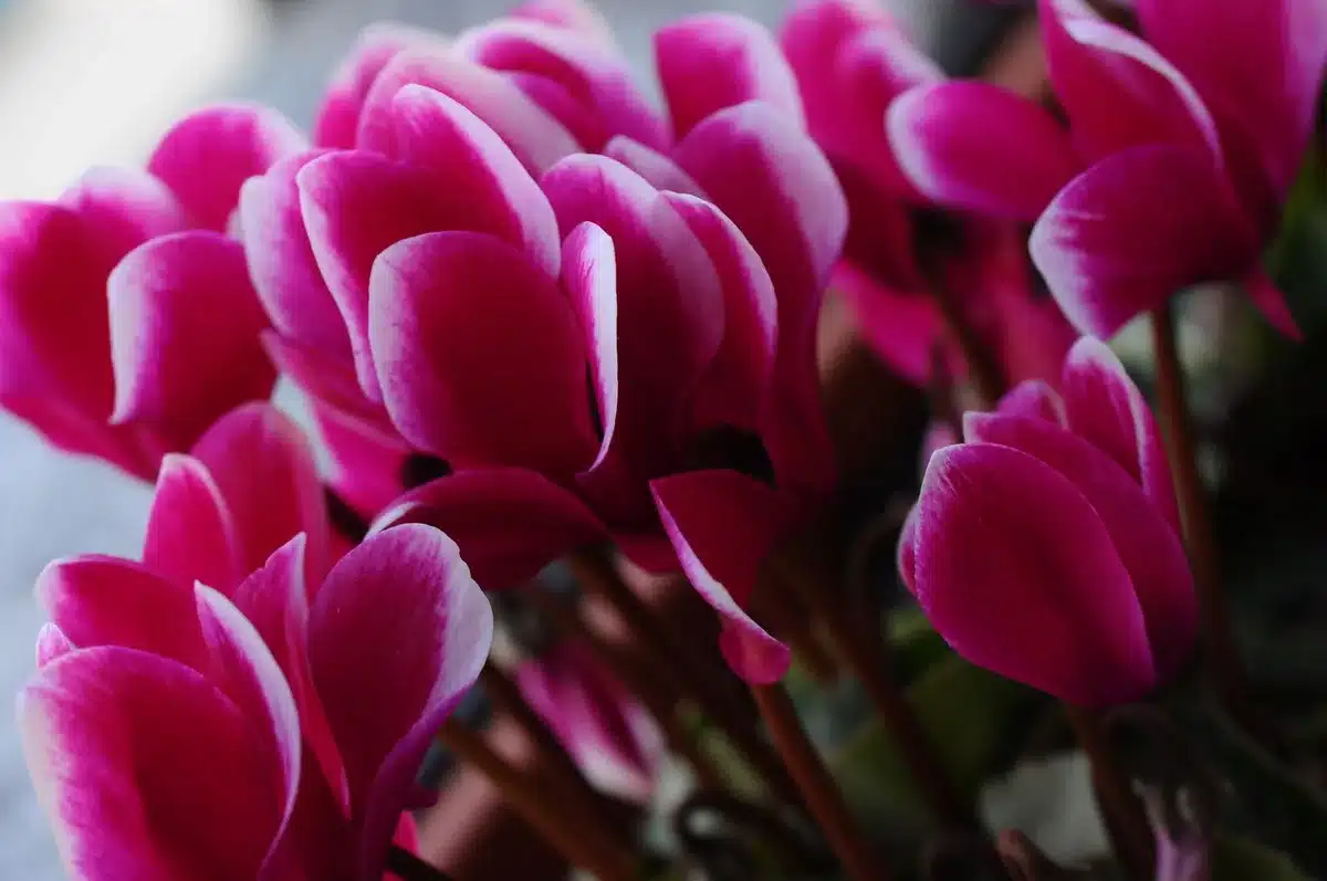 Fleurs de cyclamen roses et blanches éclosant dans un massif ombragé