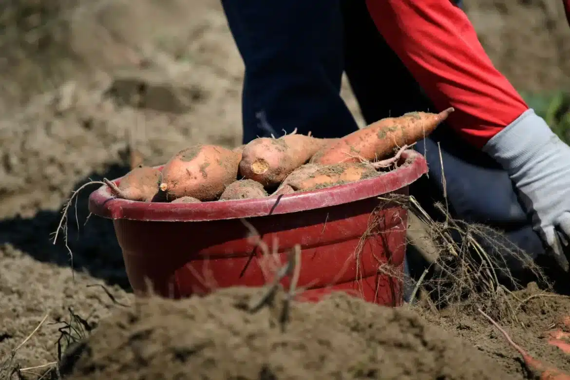 Petit tubercule planté dans un sol bien drainé à l'ombre d'un jardin