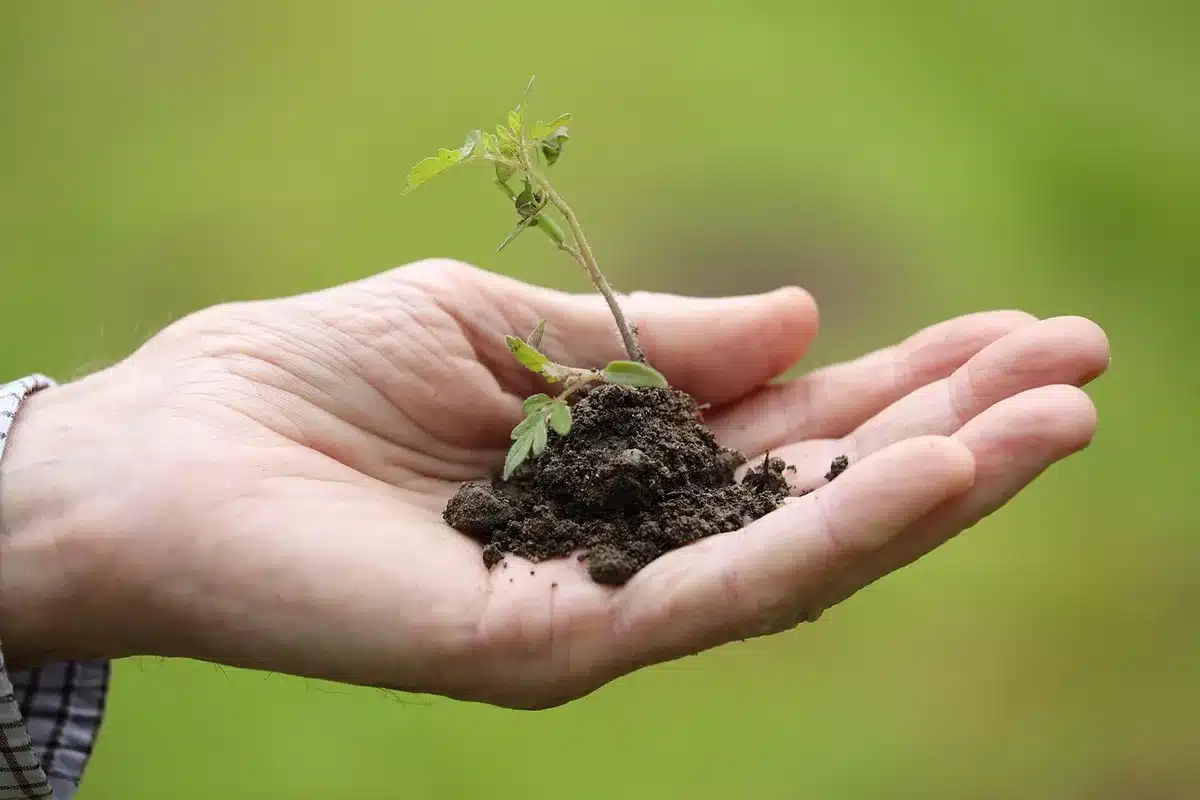Semis de légumes d'automne en terre, radis et mâche en levée