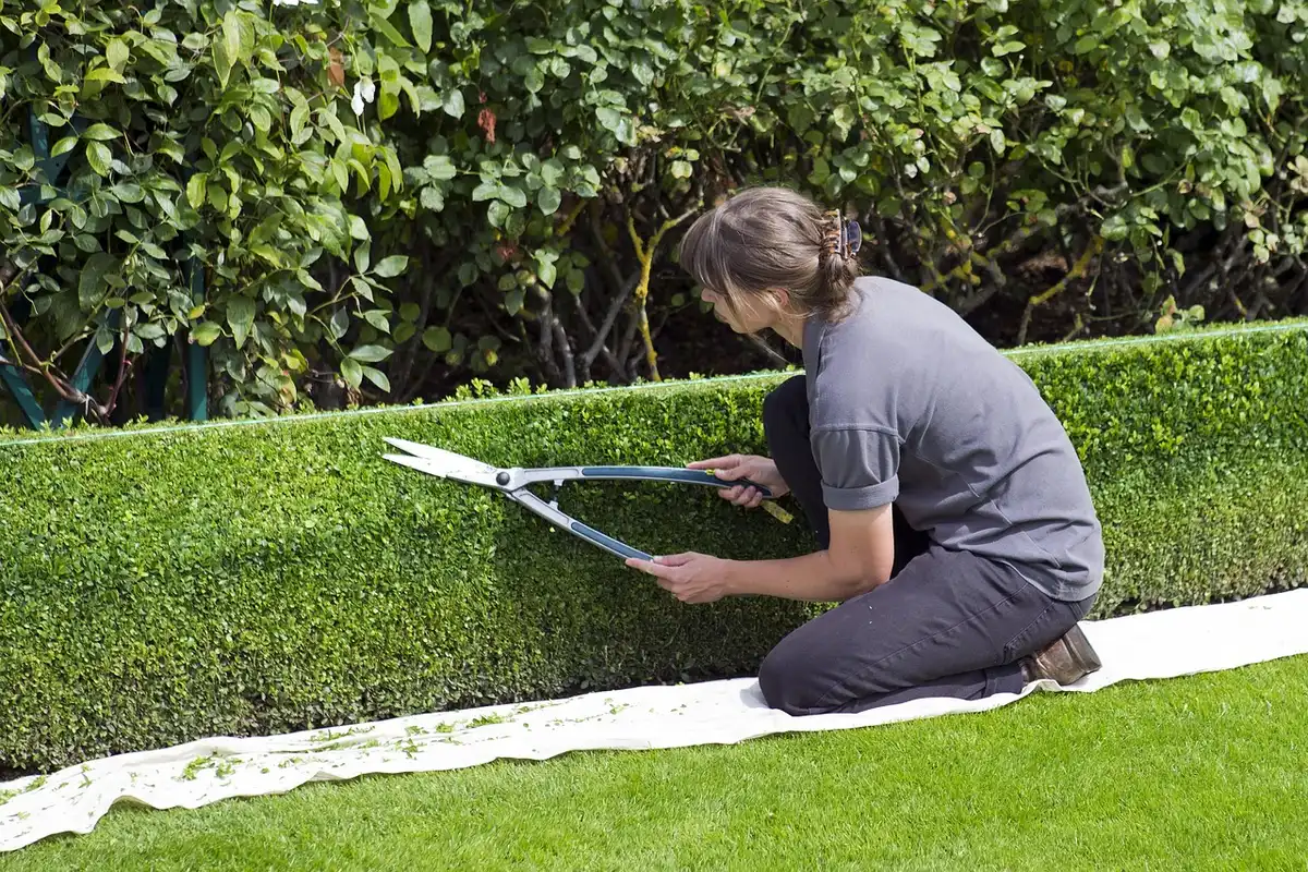 Professionnel effectuant la taille d'une haie lors d'un entretien de jardin