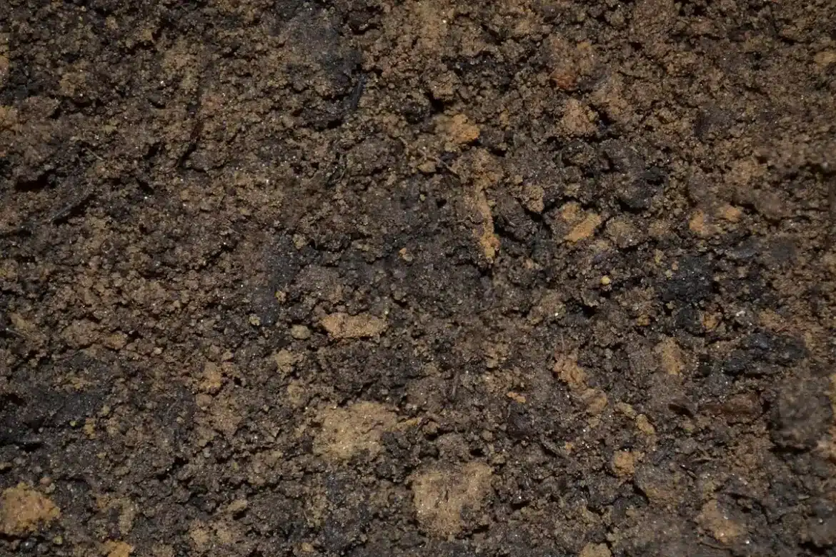 Mains tenant une bouture de géranium au-dessus d'un petit pot rempli de substrat humide