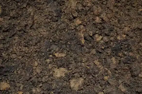 Mains tenant une bouture de géranium au-dessus d'un petit pot rempli de substrat humide