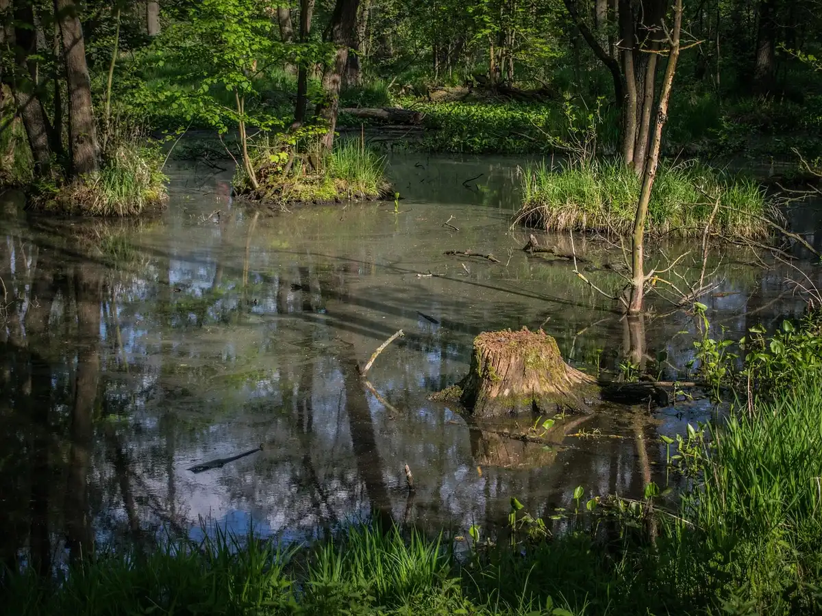 Zone humide riveraine montrant une mare et végétation riparienne favorisant l'infiltration
