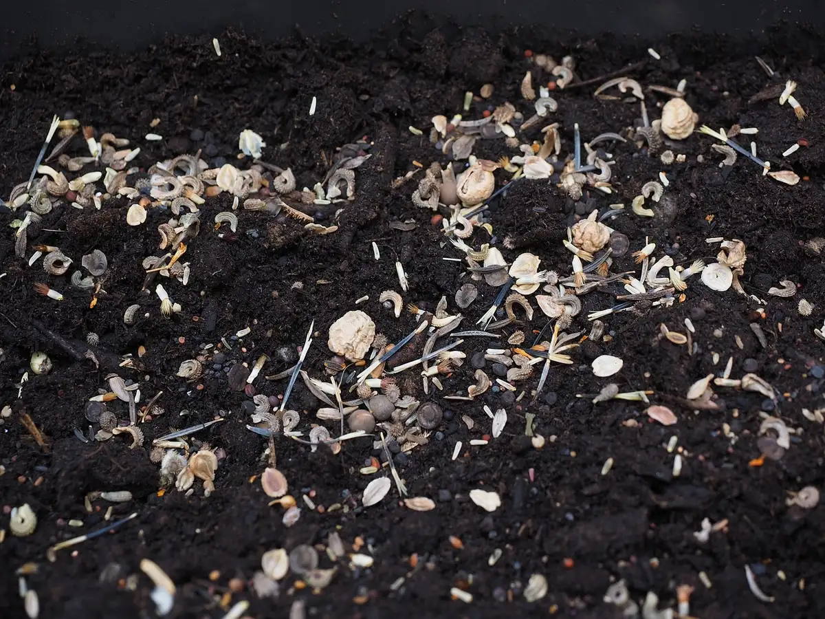 Mélange drainant de terreau et perlite prêt pour planter des boutures