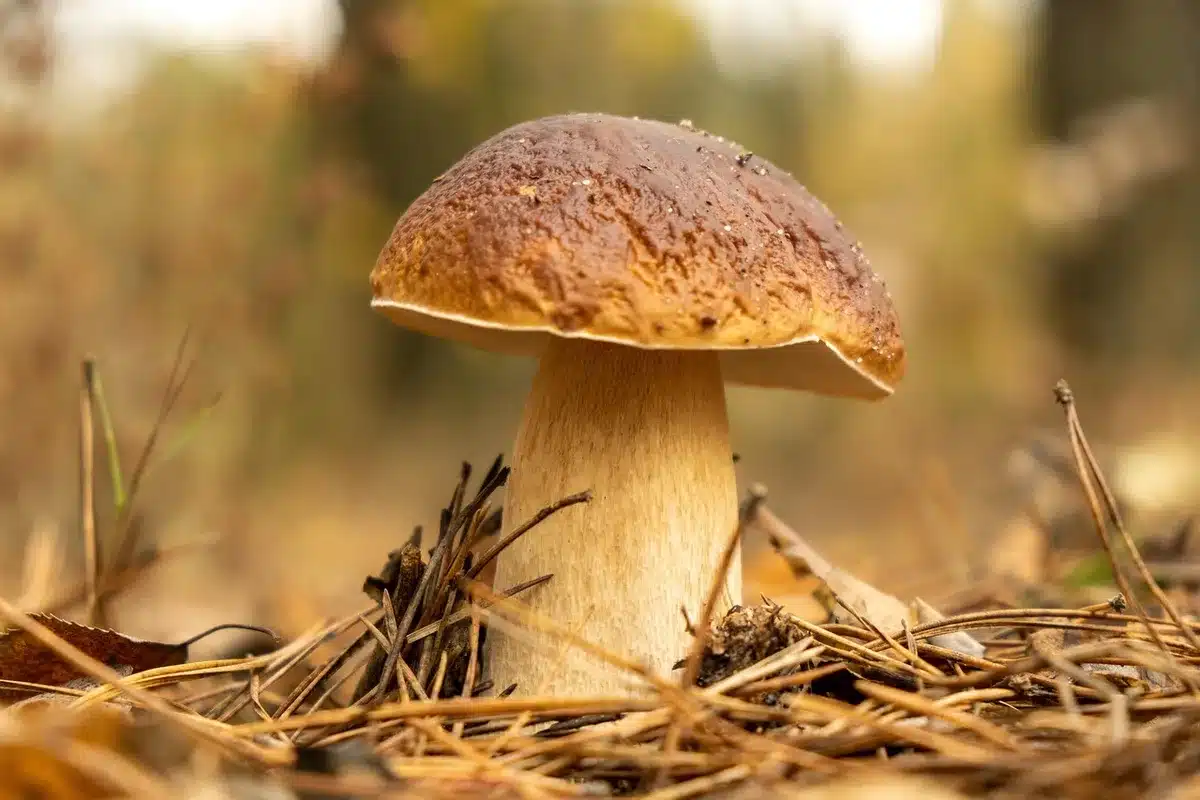 Gros plan sur l'observation d'un champignon avec un carnet pour notes