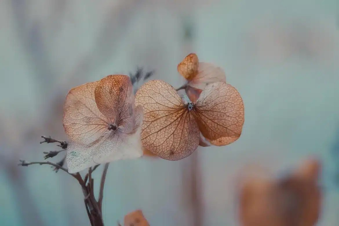 Mains soignant des plantes fanées et du sol dans un jardin éprouvé par la chaleur