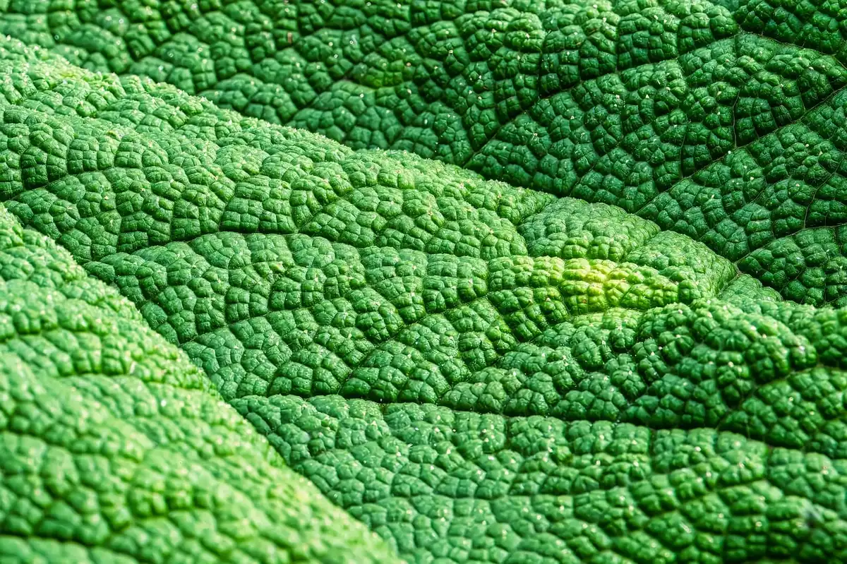 Massif ensoleillé avec plantes vivaces adaptées à la sécheresse