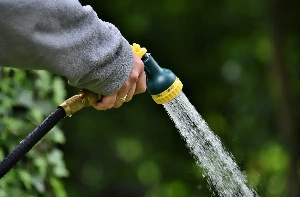 Arrosage de plantes de potager avec de l'eau de cuisson refroidie