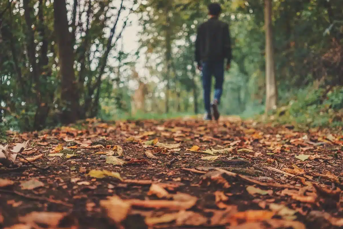 Feuilles mortes étendues comme paillage naturel sur le sol du jardin