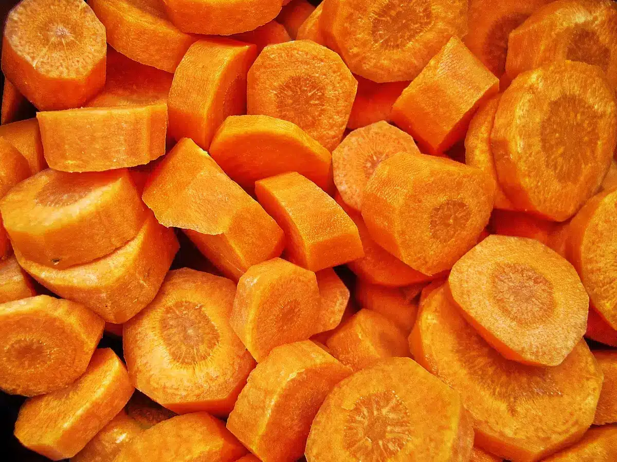 Récolte de radis d'hiver, navets et carottes fraîchement sortis de terre