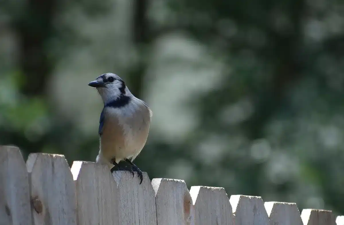 Plumage rose et bleu d'un geai des chênes aperçu dans un arbre