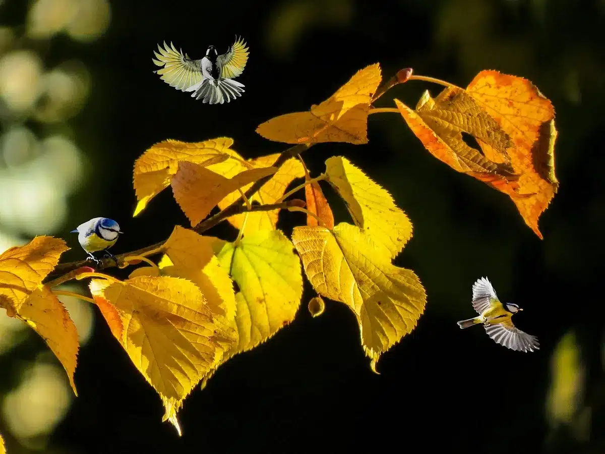 Zone de pelouse avec feuilles mortes et mousse favorable aux caches de glands