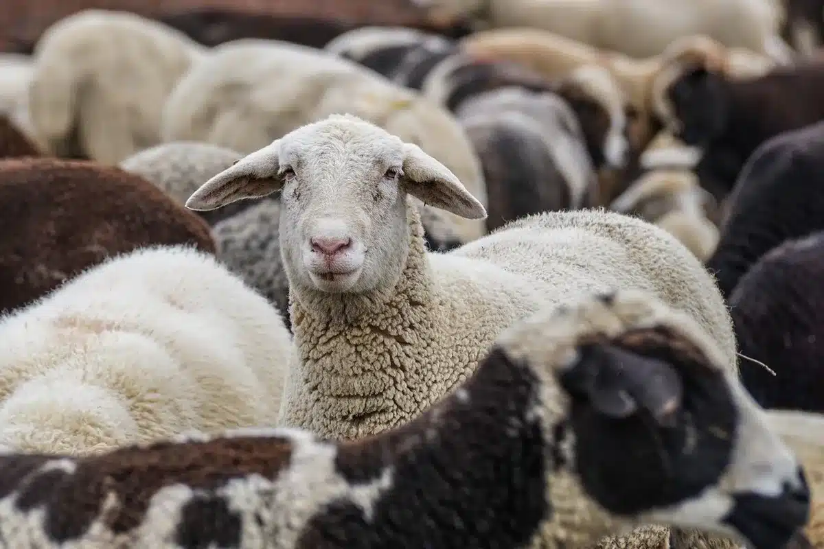 Gros plan sur fibres de laine humides retenant l'eau au-dessus du sol