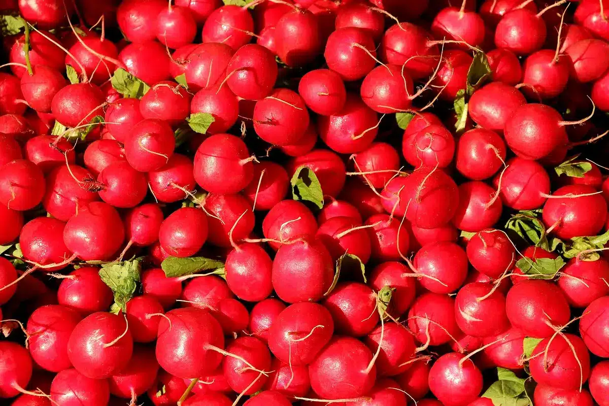 Variétés de légumes à feuilles et radis prêts à être semés en fin d'été