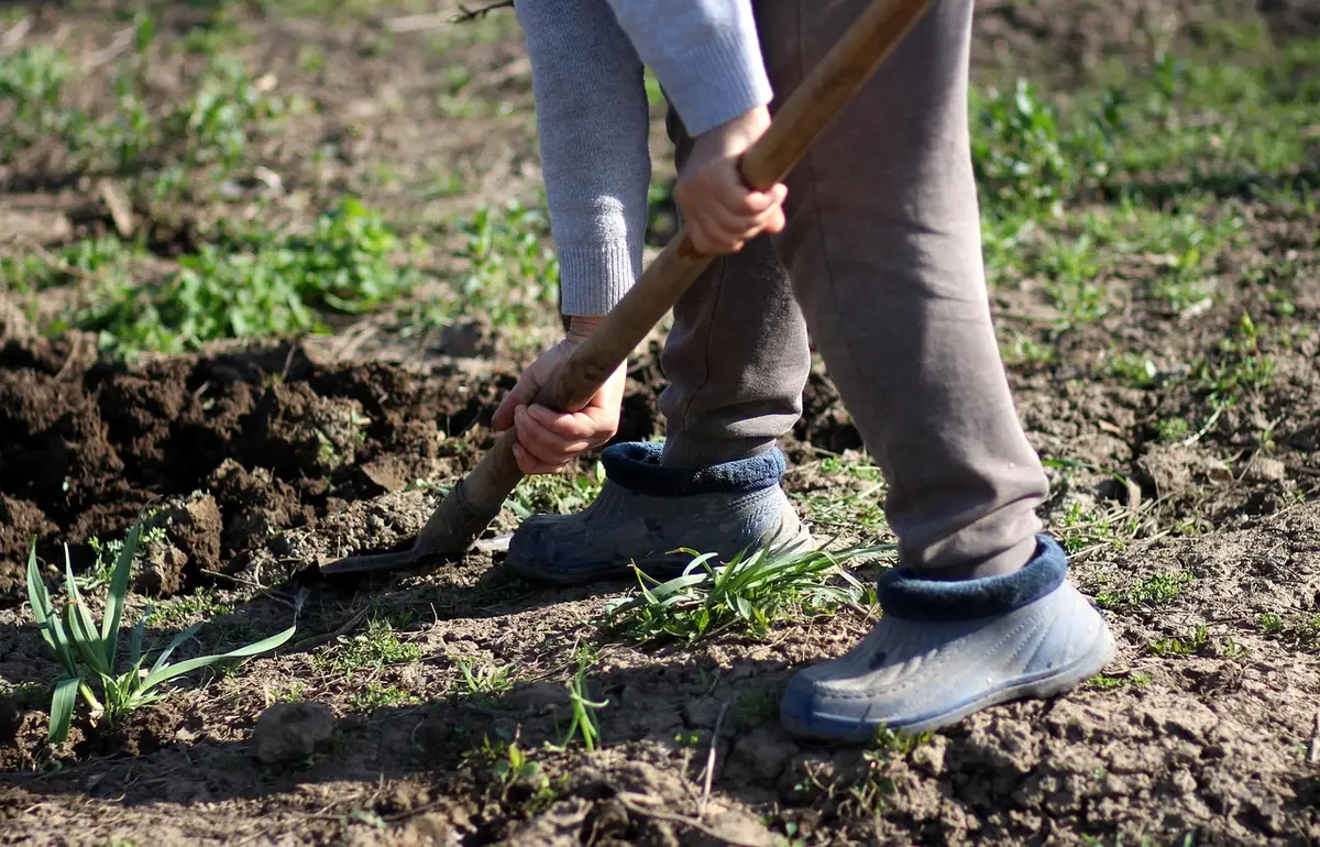 Bêche remuant la terre fraîche du potager, vers et larves visibles