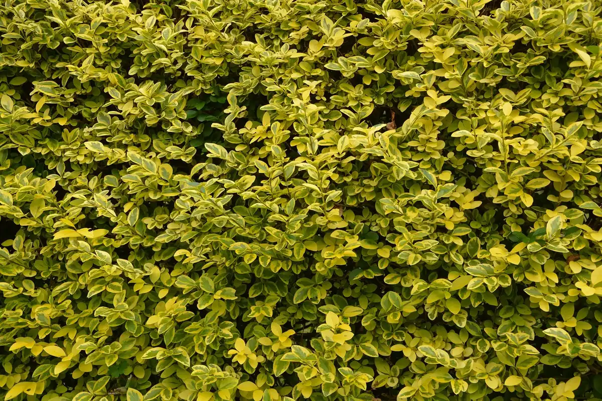 Haie variée et arbustes offrant couvert pour oiseaux près du potager