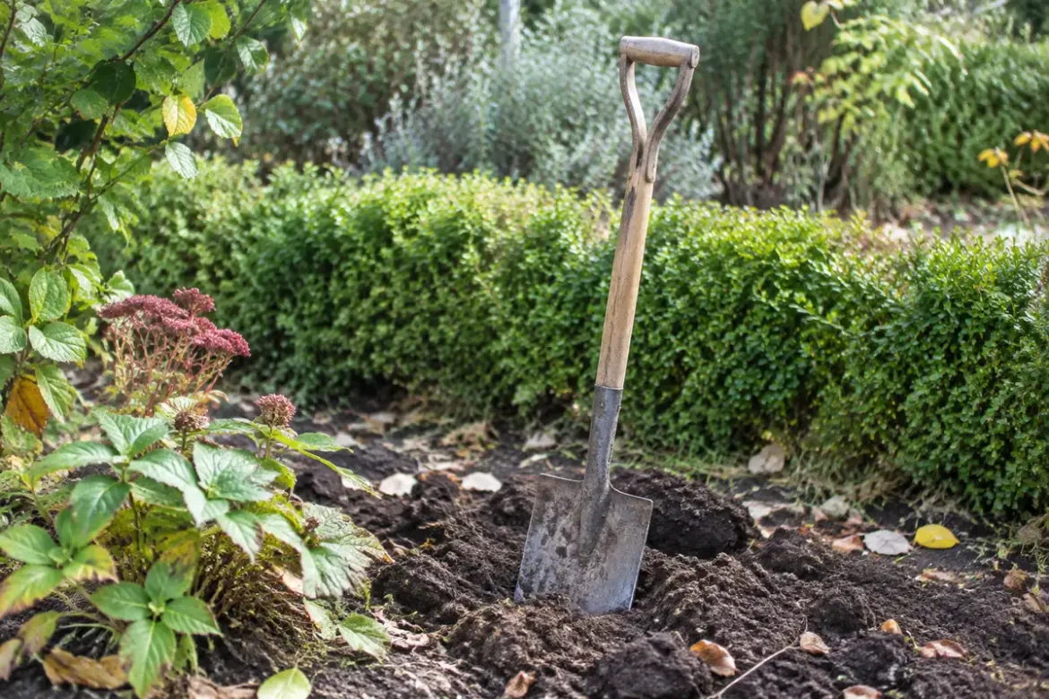 Comment attirer naturellement les rouge-gorges dans votre potager avec une bêche ?