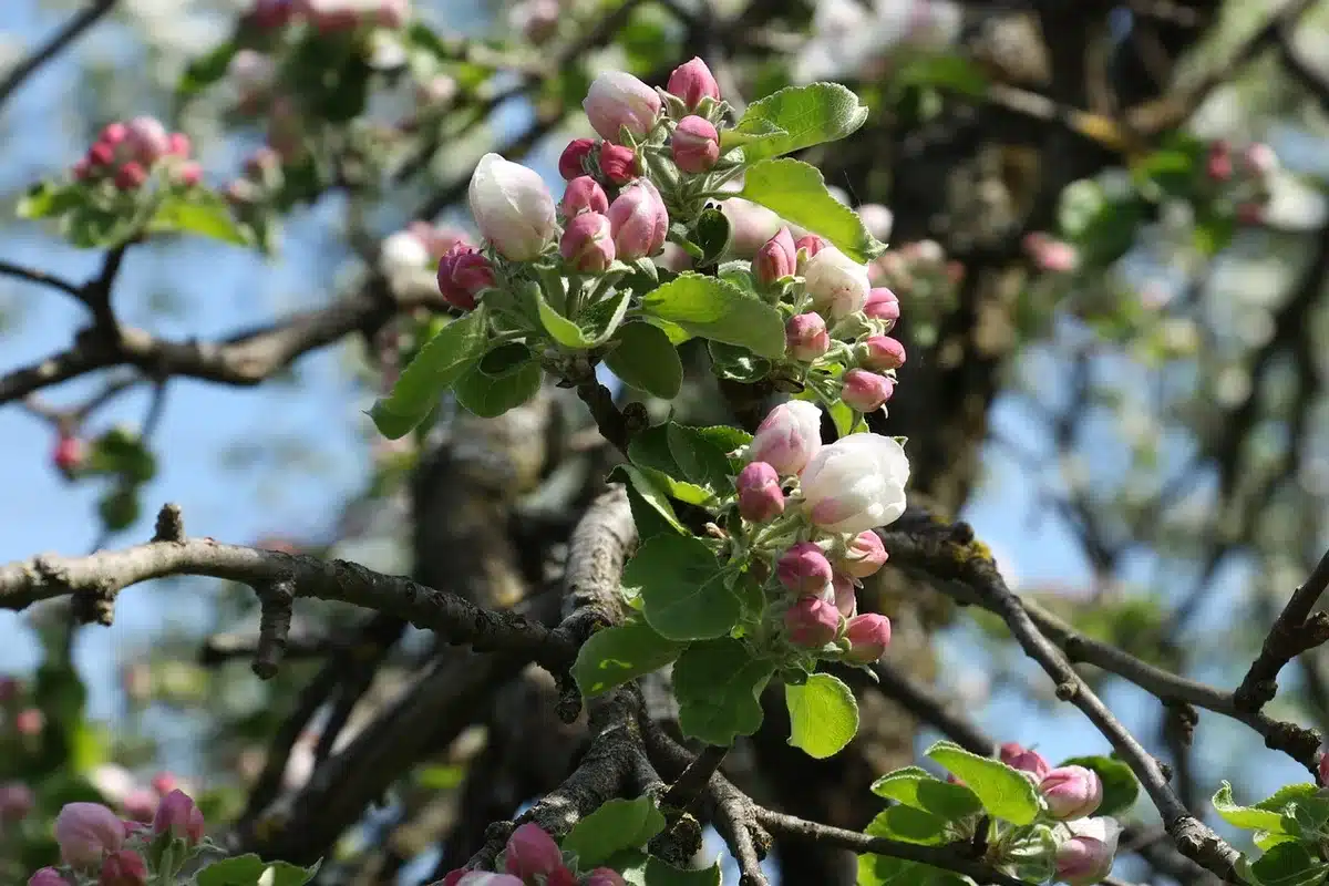 Jeunes porte-greffes de fruitiers étiquetés en pépinière