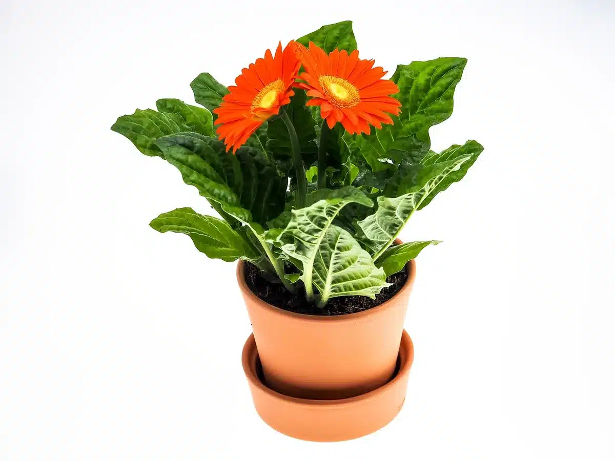 Pots en terre cuite remplis de substrat avec bulbes plantés