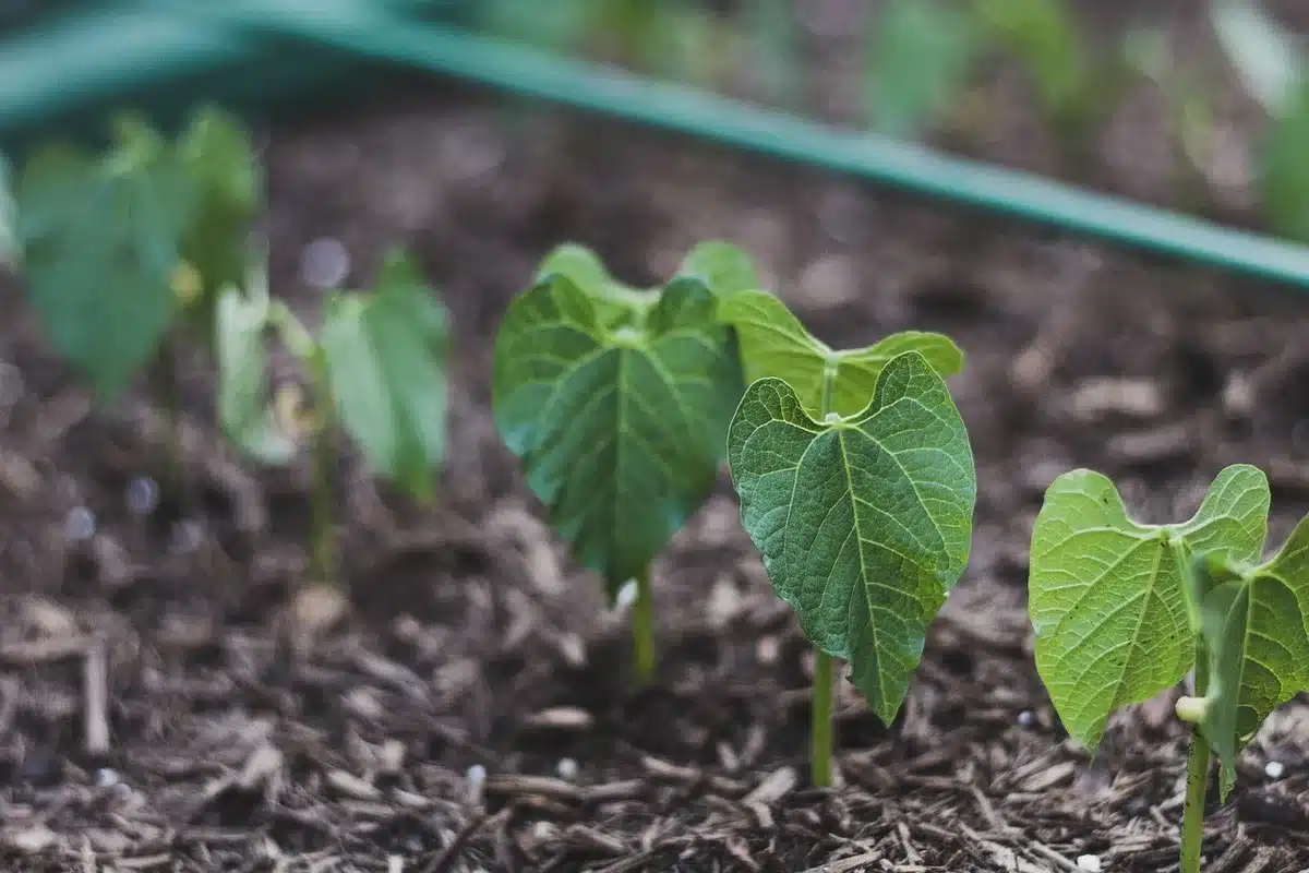 Mains en plein jour enlevant des plants malades et racines d'un carré potager surélevé