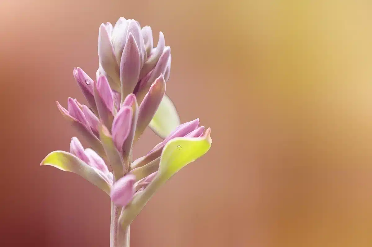 Coupe propre d'une hampe florale de géranium près de la base