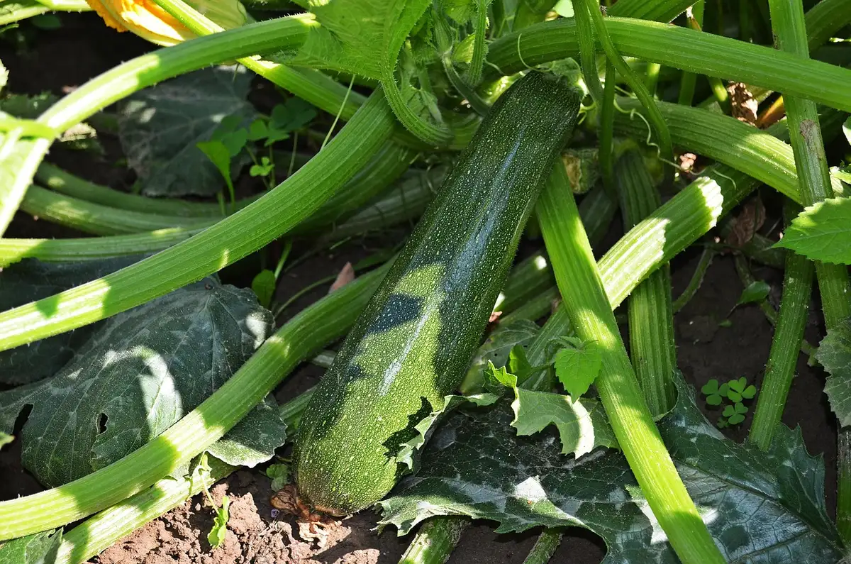 Lianes longues de courges coureuses envahissant un potager