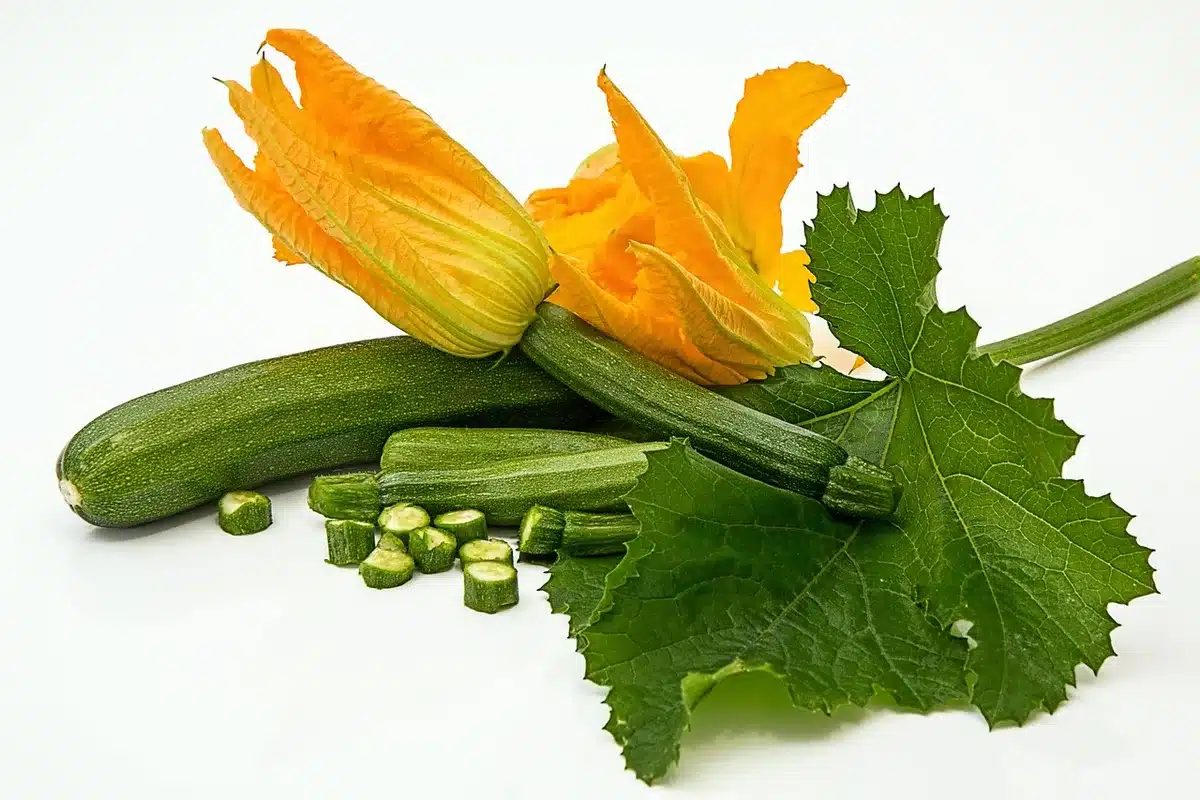 Sécateur coupant une tige de courge près des feuilles