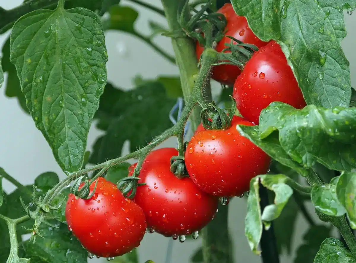 Comparaison d'un potager en plein soleil et d'une parcelle à mi-ombre près d'un arbre