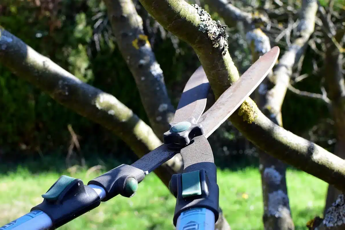Verger en septembre avec lumière douce et branches éclaircies