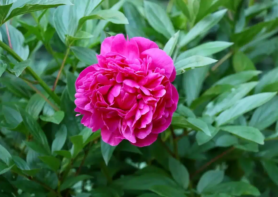 Gants et bêche divisant une touffe de pivoines en pleine journée